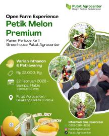 PUTAT AGROCENTER KEMBALI OPEN FARM PETIK MELON PREMIUM